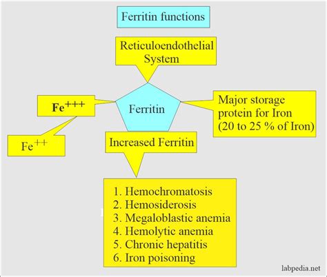 ferritin serum plazma nedir
